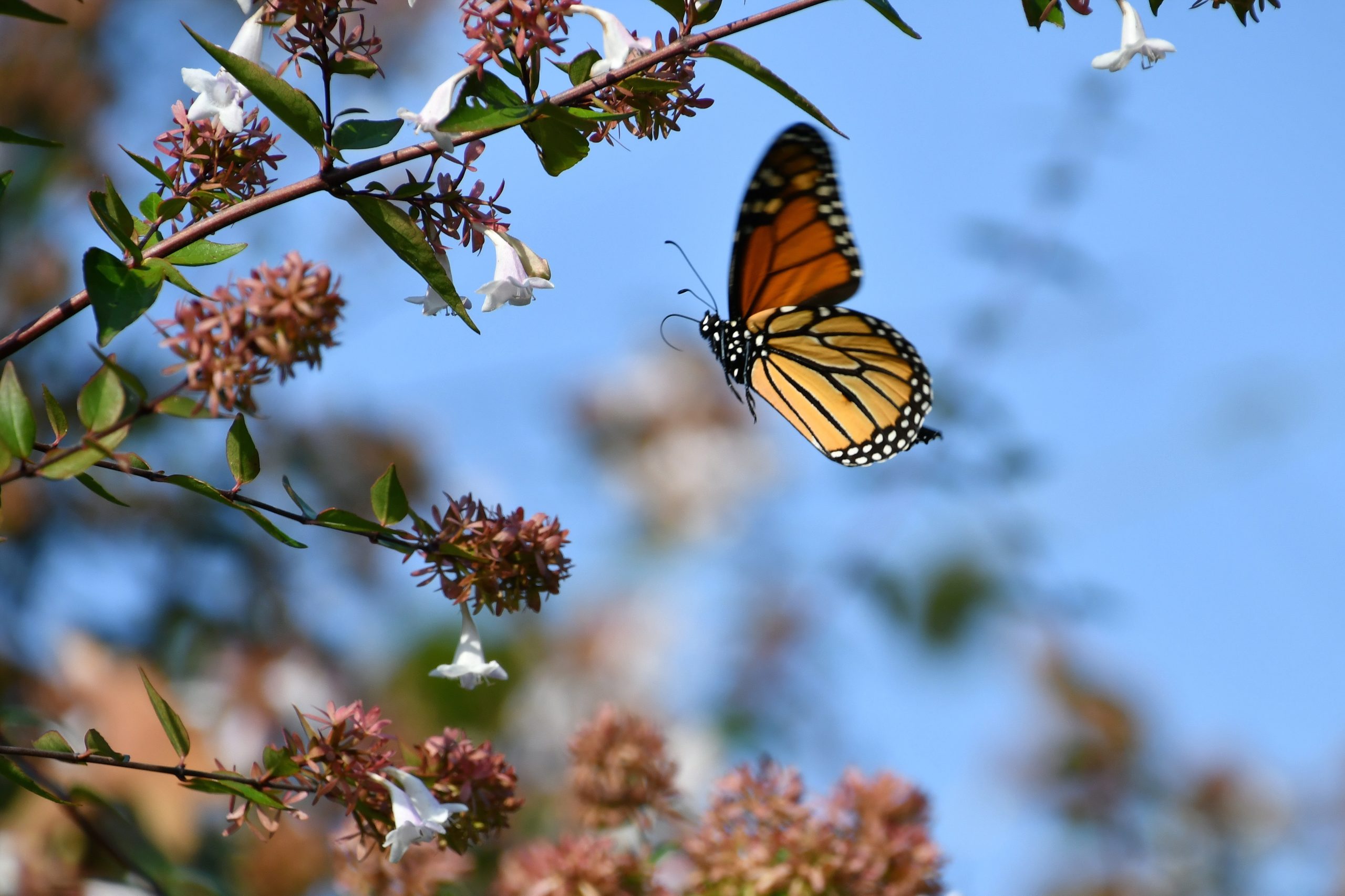 Monarch butterfly flying among blossoms against a blue sky.