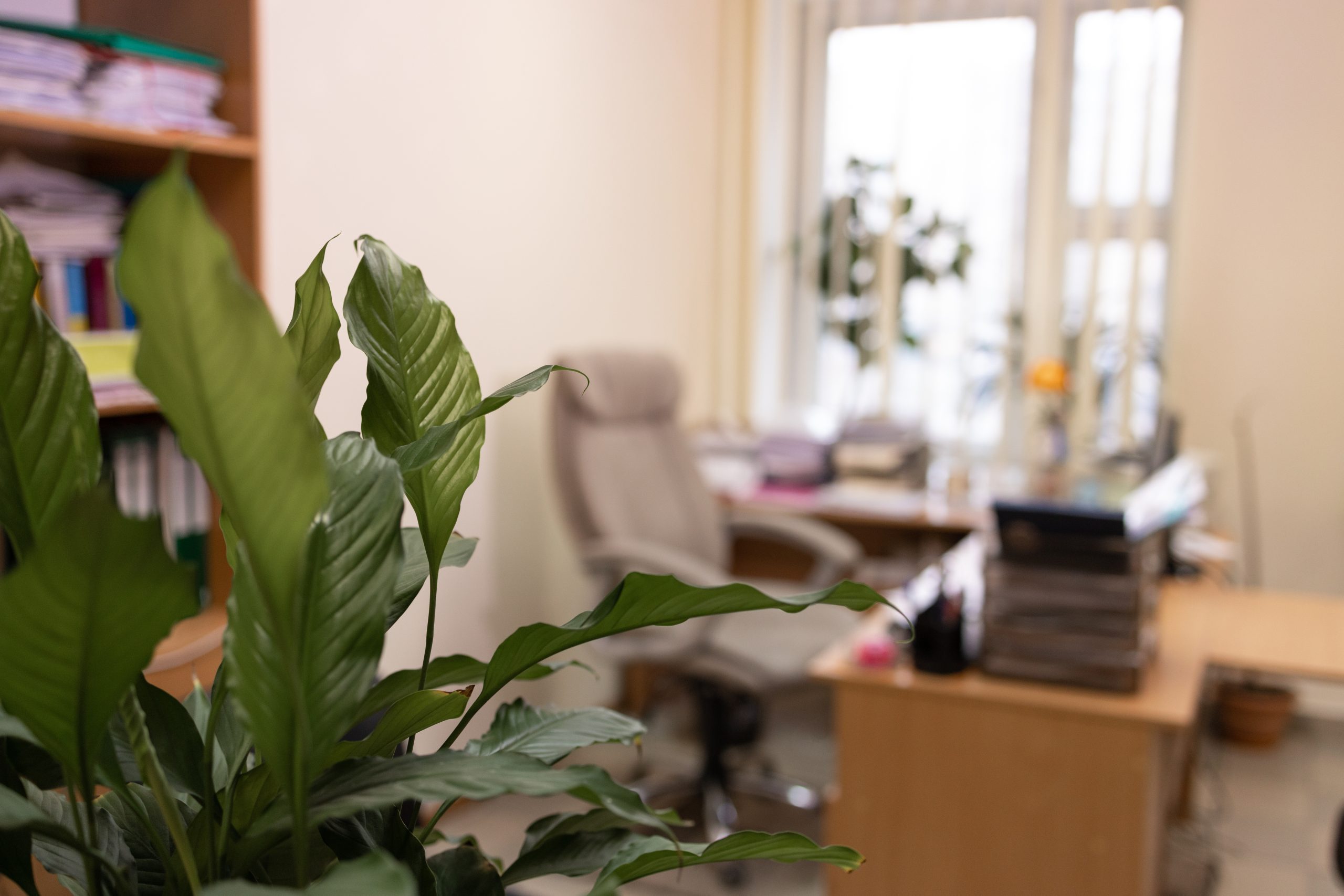 Interior of modern office with a green plant in foreground.