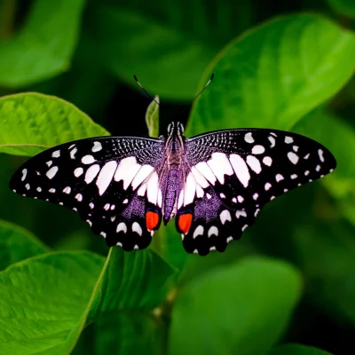 default butterfly 3